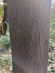 Acer maximowiczianum