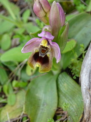 Ophrys tenthredinifera