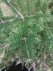 Abies koreana