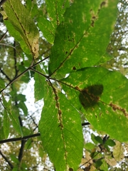 Acer maximowiczianum