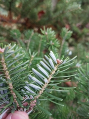 Abies koreana