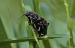 Cantharis fusca