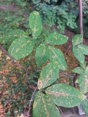 Acer maximowiczianum