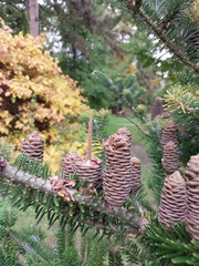 Abies koreana