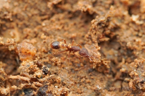 Strumigenys parapostaStrumigenys paraposta