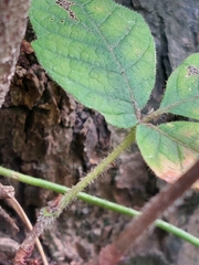 Acer maximowiczianum