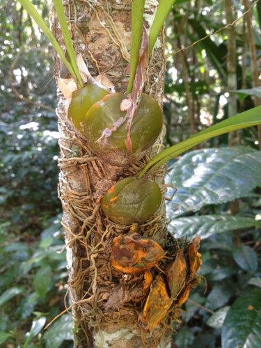 Bulbophyllum occlusum image