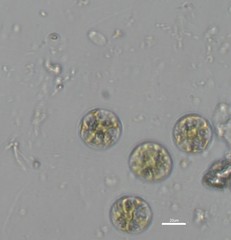 Asterococcus