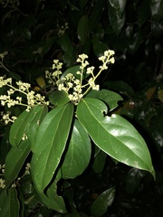 Cryptocarya triplinervis