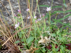 Epilobium collinum