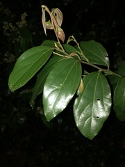 Cryptocarya triplinervis