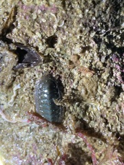 Ischnochiton australis