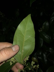 Cryptocarya triplinervis