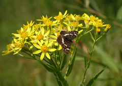 Senecio sarracenicus