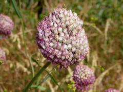 Allium sphaerocephalon