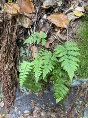 Dryopteris carthusiana