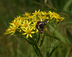 Senecio sarracenicus
