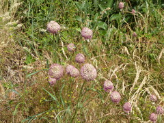 Allium sphaerocephalon