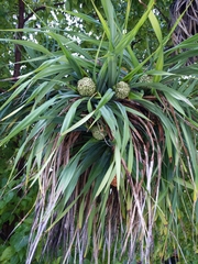 Pandanus odorifer