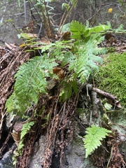 Dryopteris carthusiana