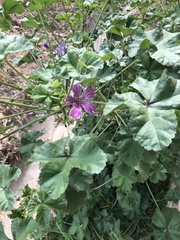 Malva