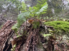 Dryopteris carthusiana
