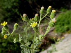 Senecio viscosus