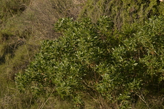 Myoporum insulare