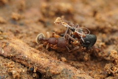 Tetramorium