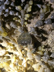 Paragrapsus quadridentatus