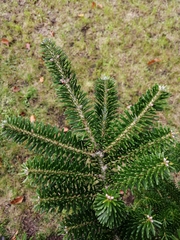 Abies koreana