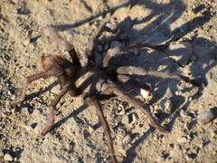 Aphonopelma iodius