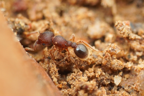 Tetramorium kheperraTetramorium kheperra