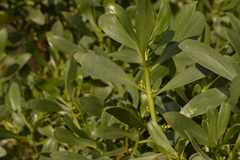 Myoporum insulare