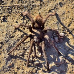 Aphonopelma iodius