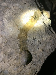 Cellana tramoserica