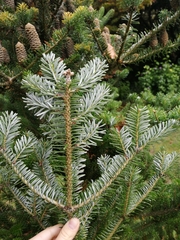 Abies koreana