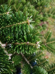 Abies koreana