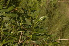 Myoporum insulare