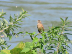 Emberiza cioides