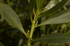 Myoporum insulare