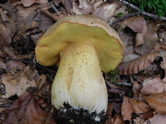 Butyriboletus appendiculatus