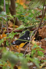 Turdus merula