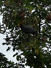 Melanerpes chrysogenys