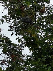 Melanerpes chrysogenys