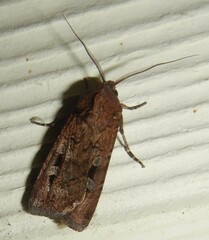 Agrotis infusa