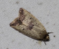 Ageletha elaeodes
