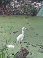 Egretta thula