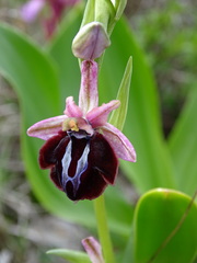 Ophrys sphegodes spruneri