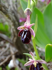 Ophrys sphegodes spruneri